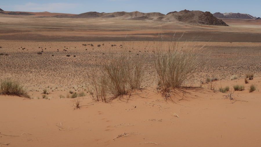 Amam Dunes 15