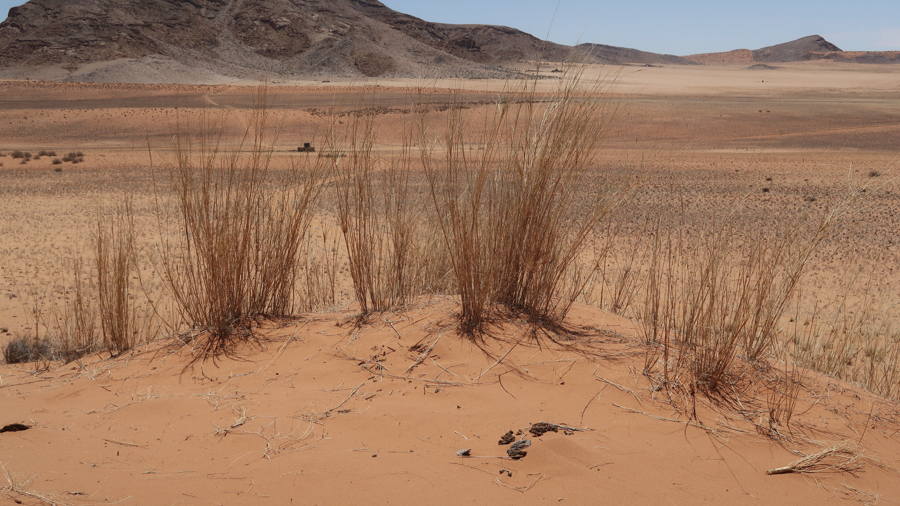 Amam Dunes 16